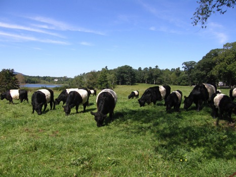 Belted Galloways - NHP06 Belted Galloways - NHP06